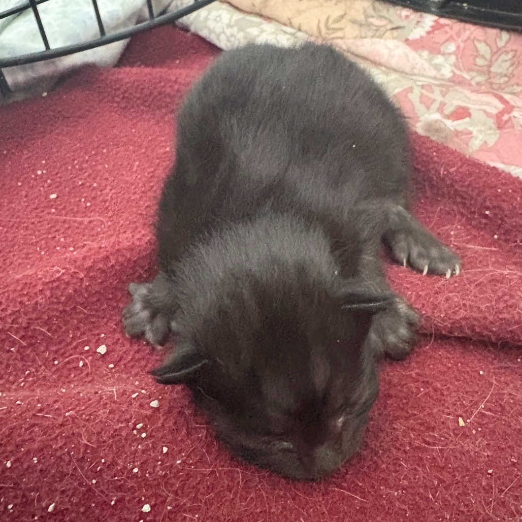 Barracuda (25-2V-3), an adoptable Domestic Short Hair in Rifle, CO, 81650 | Photo Image 3