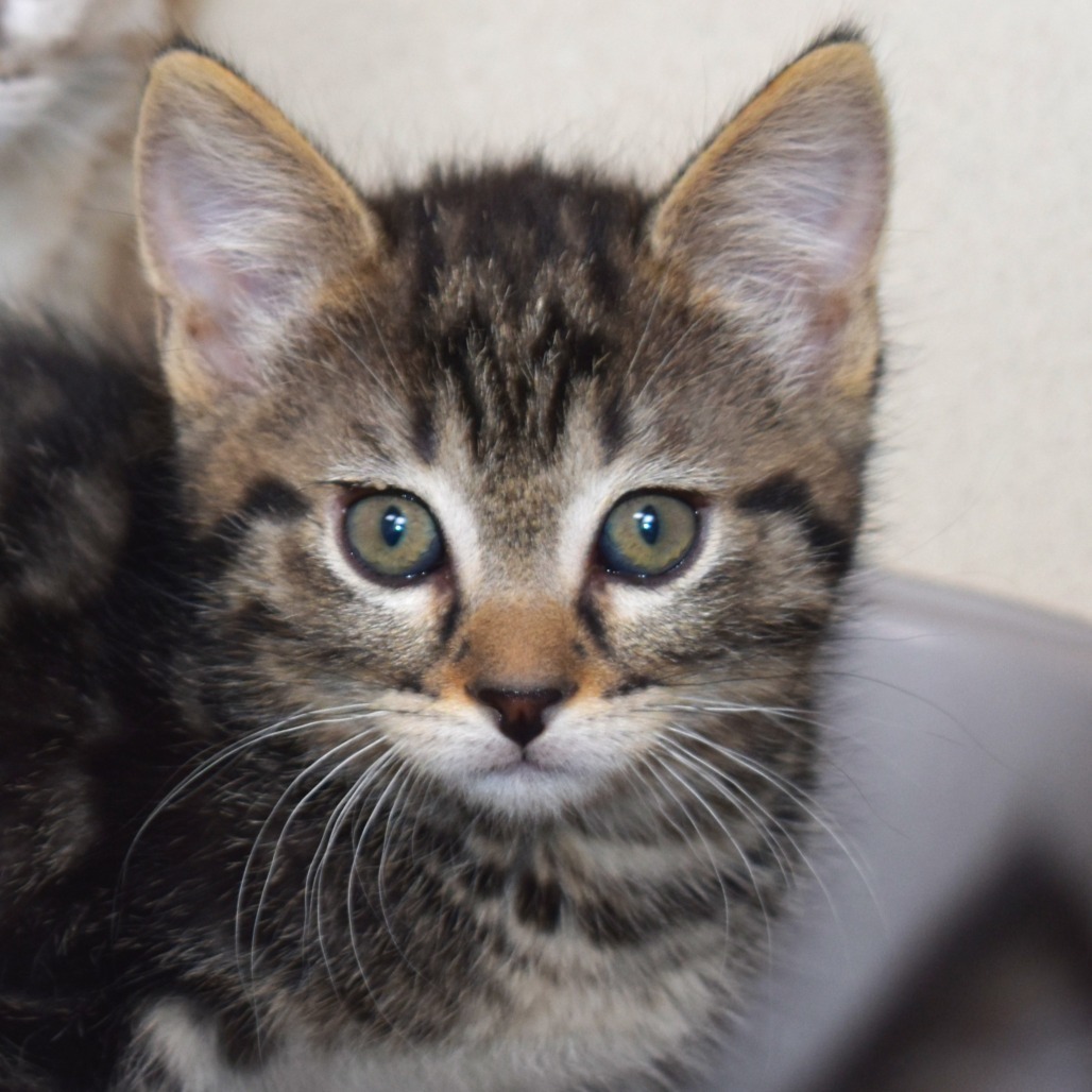 Goby (25-2V-5), an adoptable Domestic Short Hair in Rifle, CO, 81650 | Photo Image 1