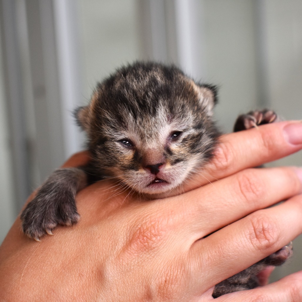 Goby (25-2V-5), an adoptable Domestic Short Hair in Rifle, CO, 81650 | Photo Image 2