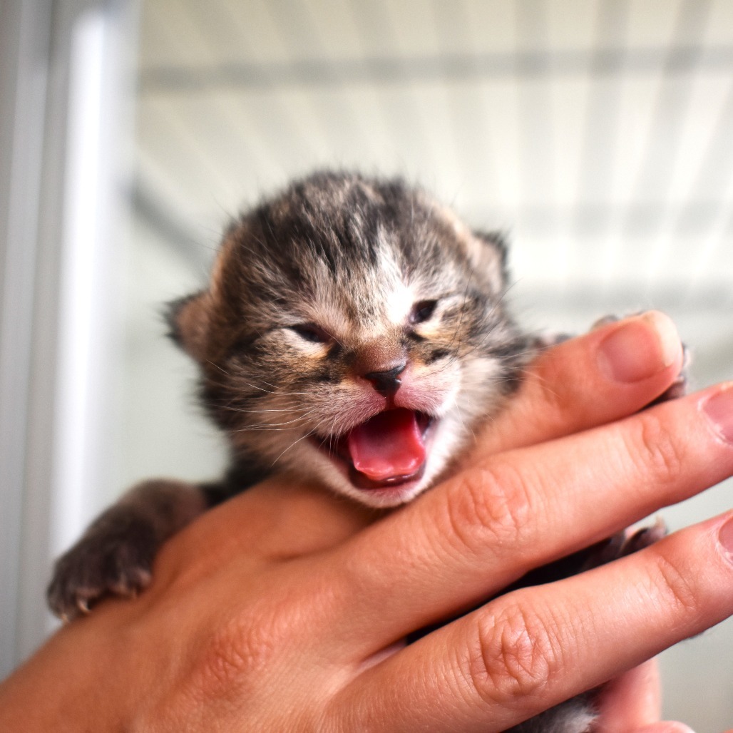 Goby (25-2V-5), an adoptable Domestic Short Hair in Rifle, CO, 81650 | Photo Image 3