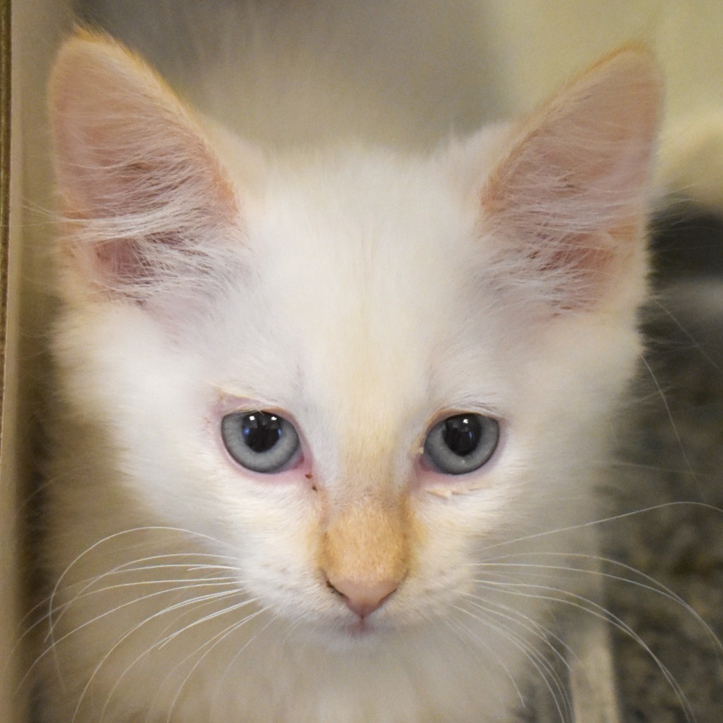 Abalone(25-3E-4), an adoptable Domestic Medium Hair in Rifle, CO, 81650 | Photo Image 1