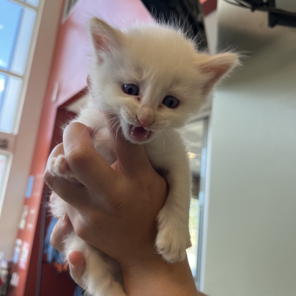 Abalone(25-3E-4), an adoptable Domestic Medium Hair in Rifle, CO, 81650 | Photo Image 2