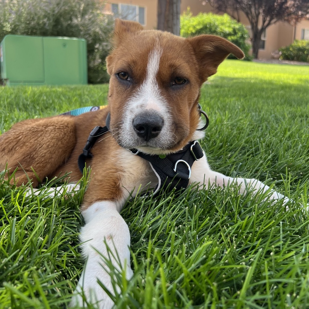 Bumper, an adoptable Mixed Breed in Moab, UT, 84532 | Photo Image 1