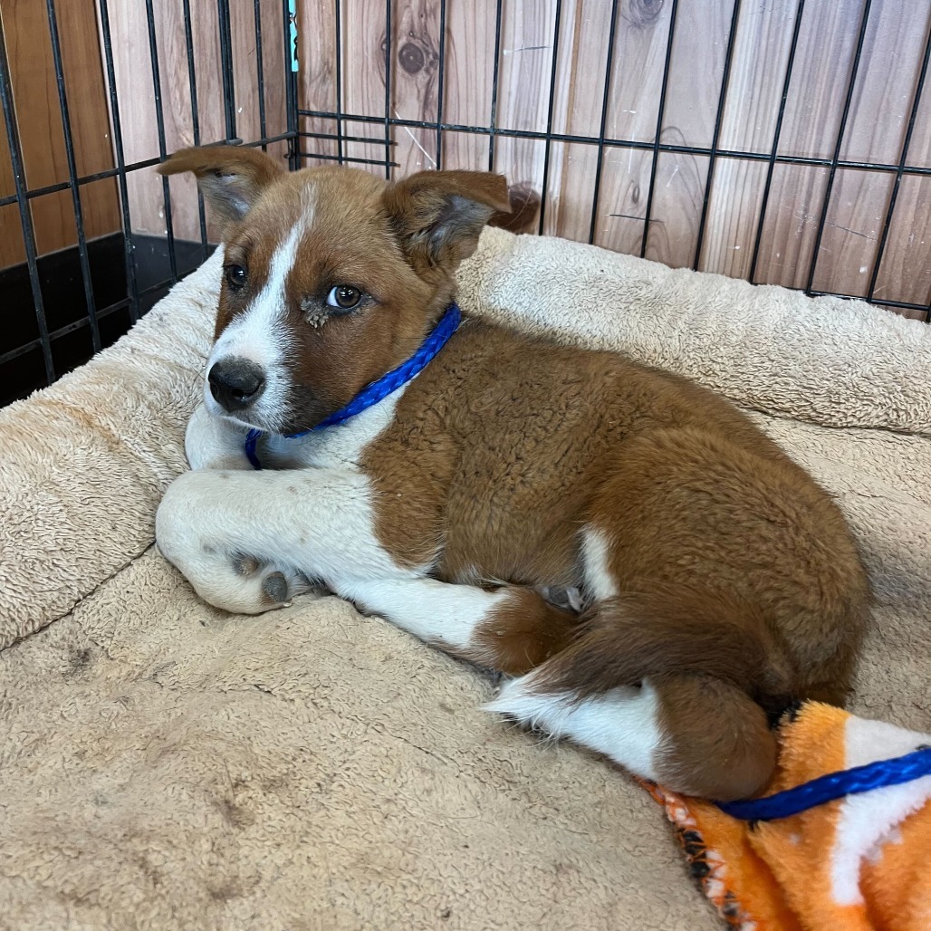 Bumper, an adoptable Mixed Breed in Moab, UT, 84532 | Photo Image 2