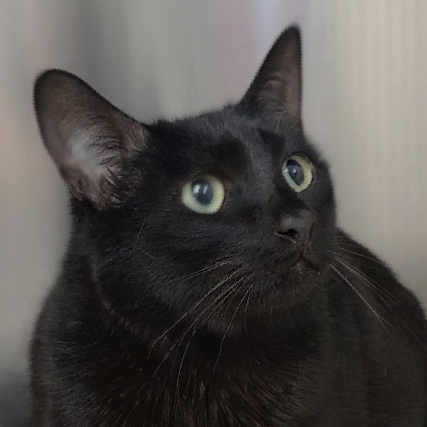 Panther