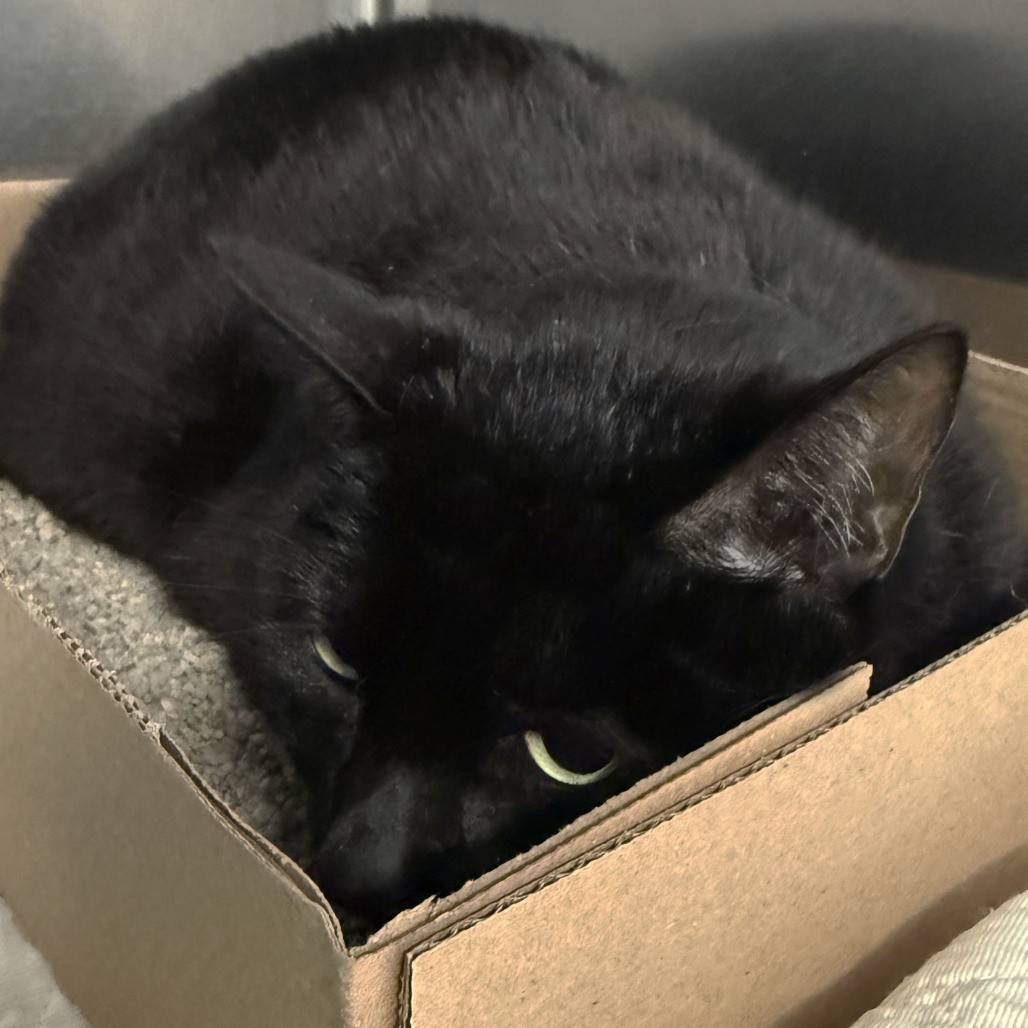 Panther