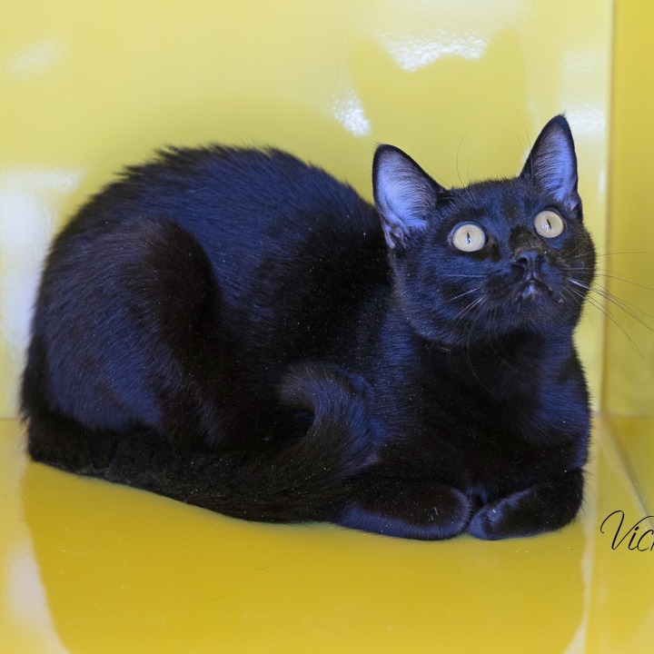 Lucas (Toko), an adoptable Domestic Short Hair in Abilene, TX, 79602 | Photo Image 1