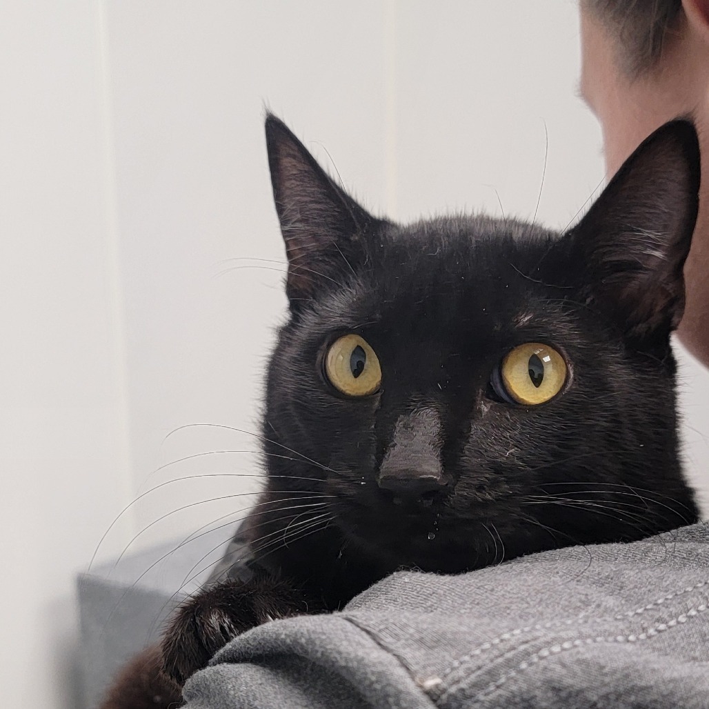 Lucas (Toko), an adoptable Domestic Short Hair in Abilene, TX, 79602 | Photo Image 2