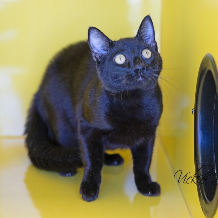 Lucas (Toko), an adoptable Domestic Short Hair in Abilene, TX, 79602 | Photo Image 3