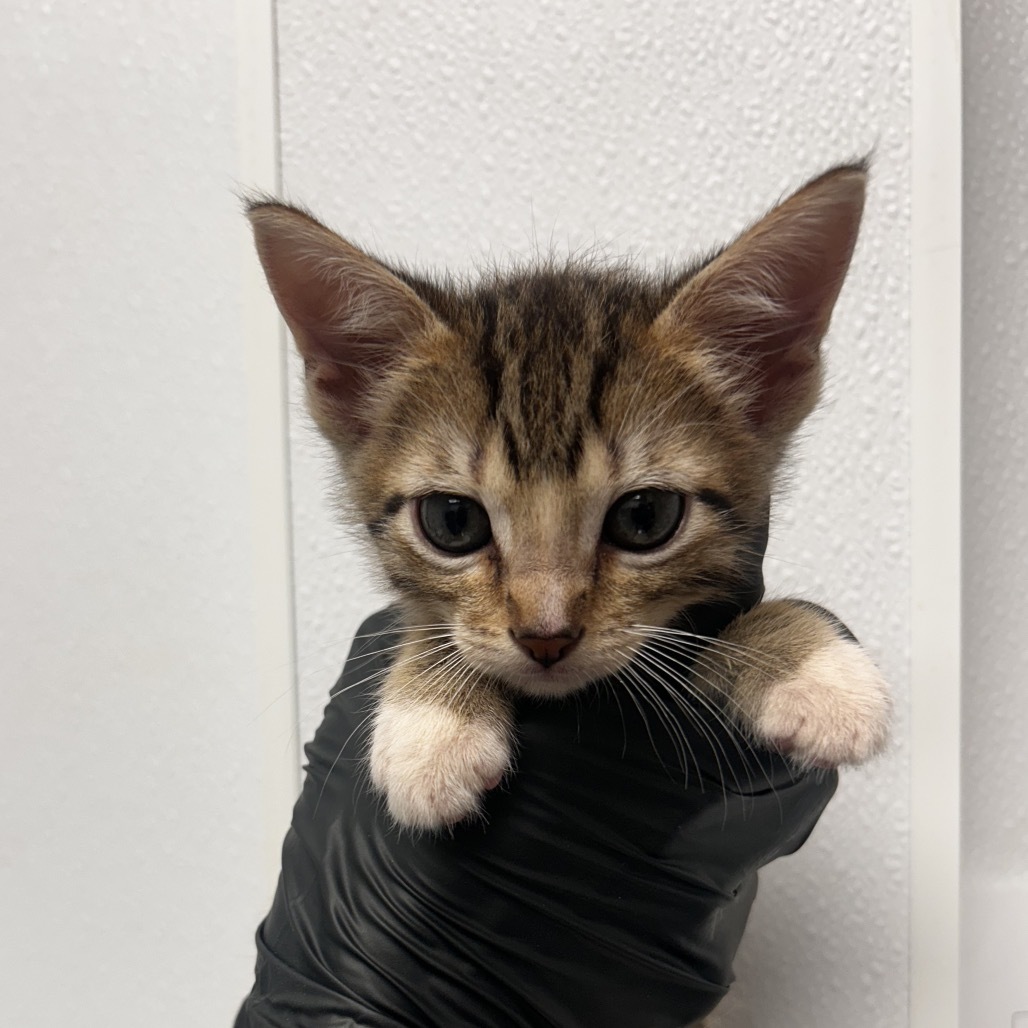 Tigger, an adoptable Domestic Short Hair in Abilene, TX, 79602 | Photo Image 2