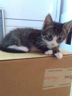 Bobbie