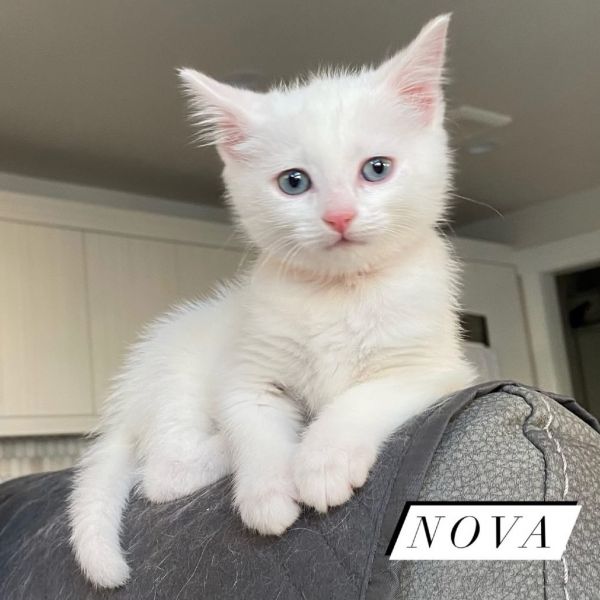 Nova Silverman