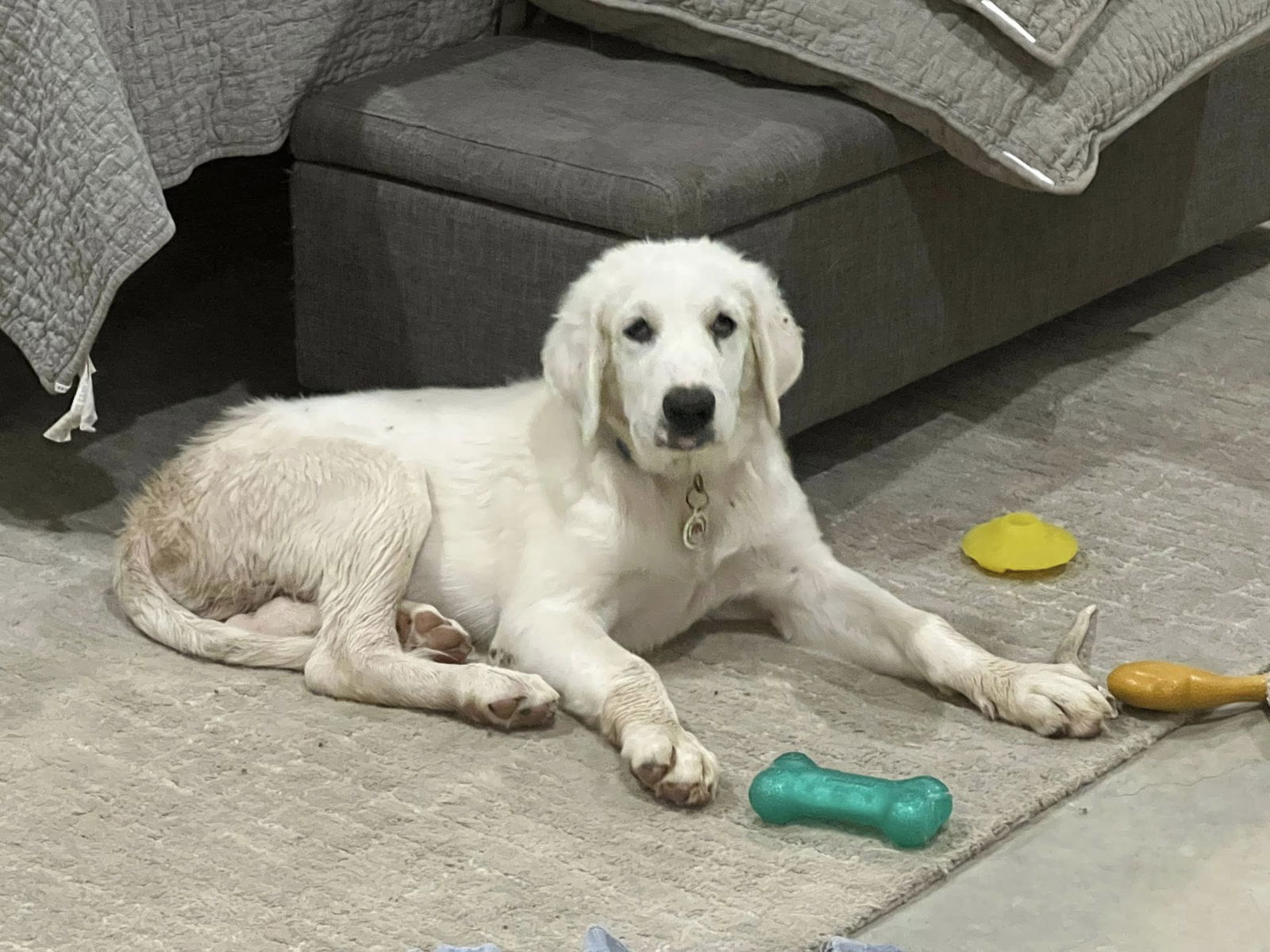 Hammy (TS), an adoptable Great Pyrenees, Akbash in Whitewright, TX, 75491 | Photo Image 1