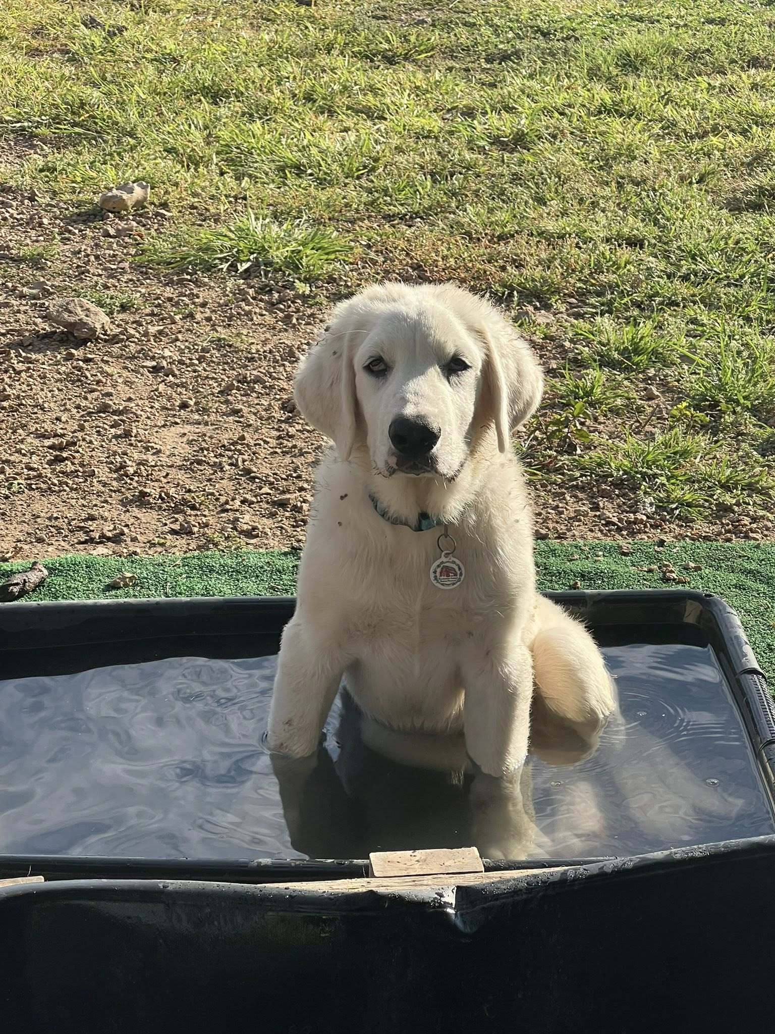 Hammy (TS), an adoptable Great Pyrenees, Akbash in Whitewright, TX, 75491 | Photo Image 2