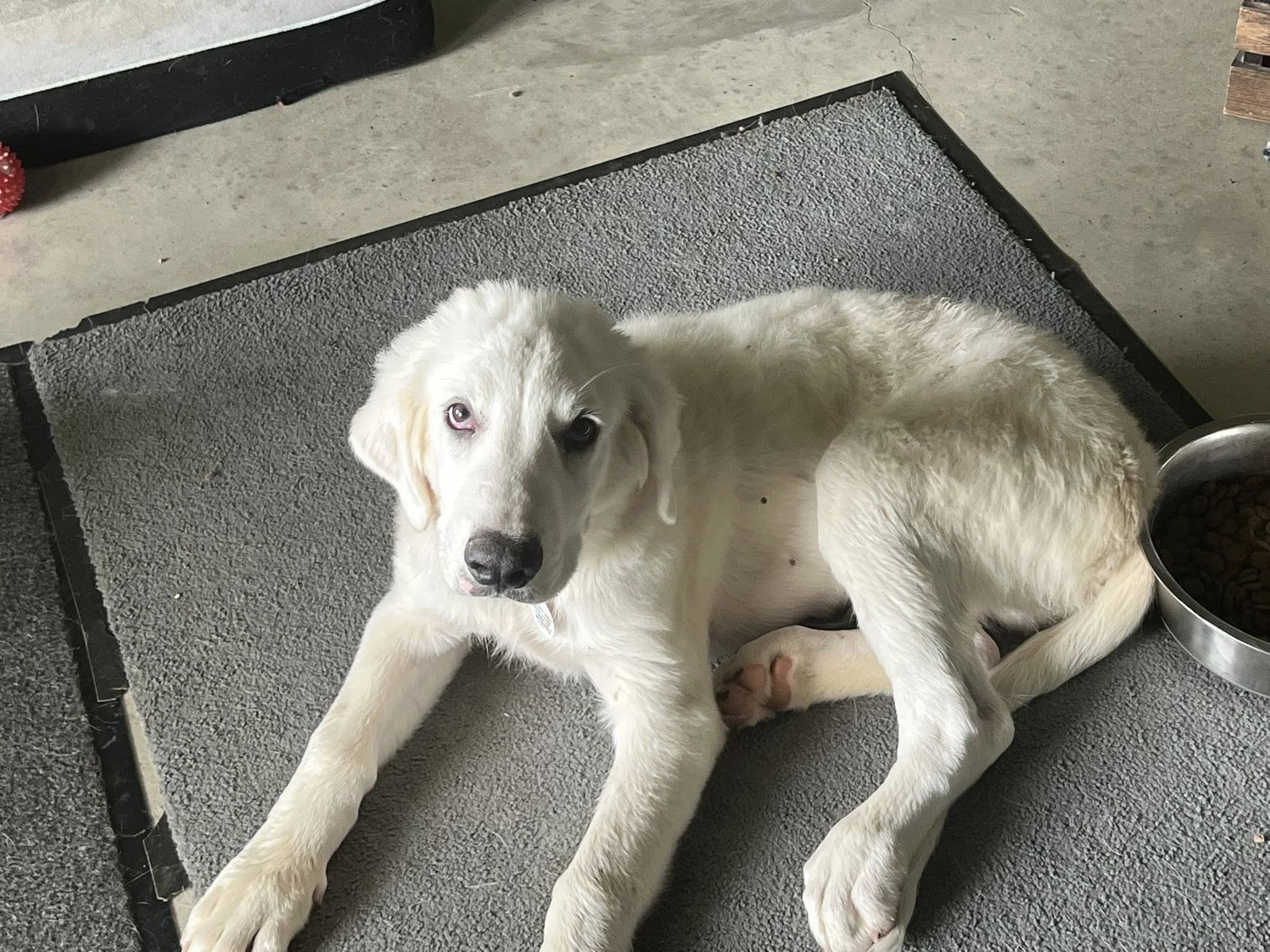 Hammy (TS), an adoptable Great Pyrenees, Akbash in Whitewright, TX, 75491 | Photo Image 3