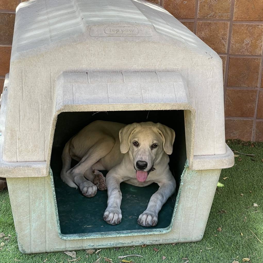 Jessie (TS), an adoptable Akbash, Great Pyrenees in Whitewright, TX, 75491 | Photo Image 1