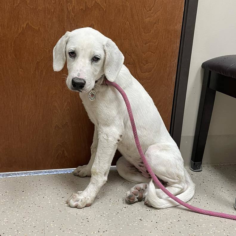 Jessie (TS), an adoptable Akbash, Great Pyrenees in Whitewright, TX, 75491 | Photo Image 2