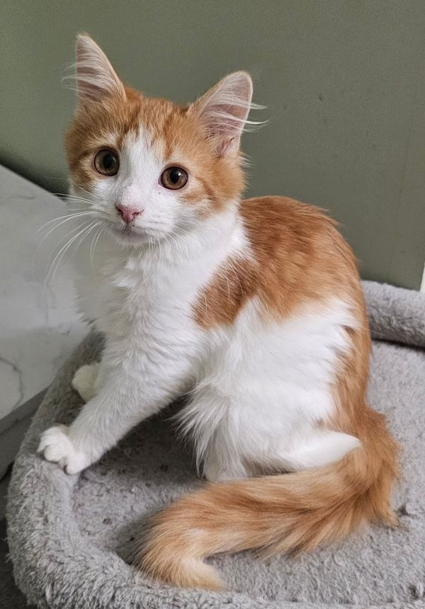 Mycroft (Available for pre-adoption)