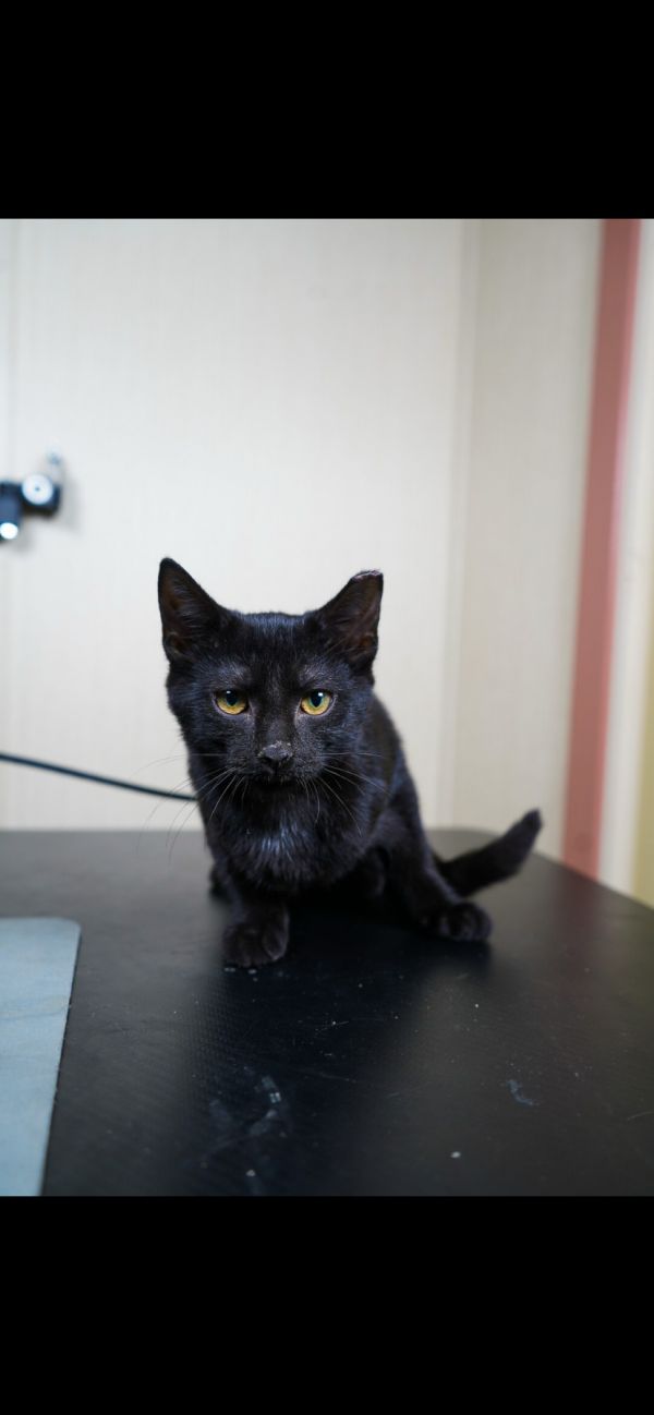 SJ (Available for pre-adoption)