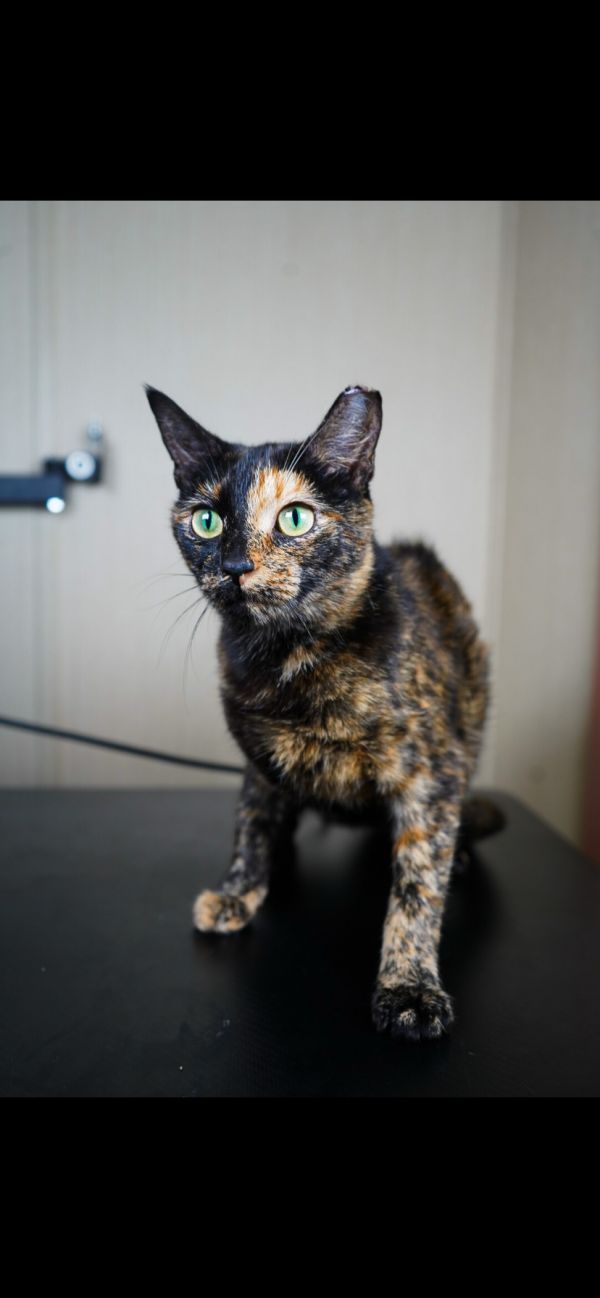 Sunny (Available for pre-adoption)
