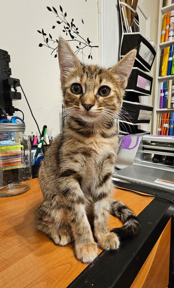 Cortana (Available for pre-adoption)