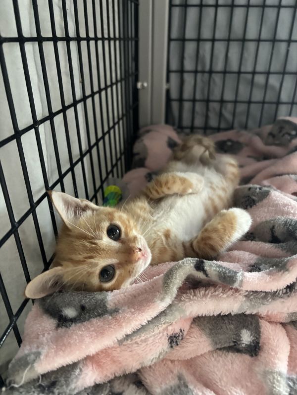 Milkbone (Available for pre-adoption)