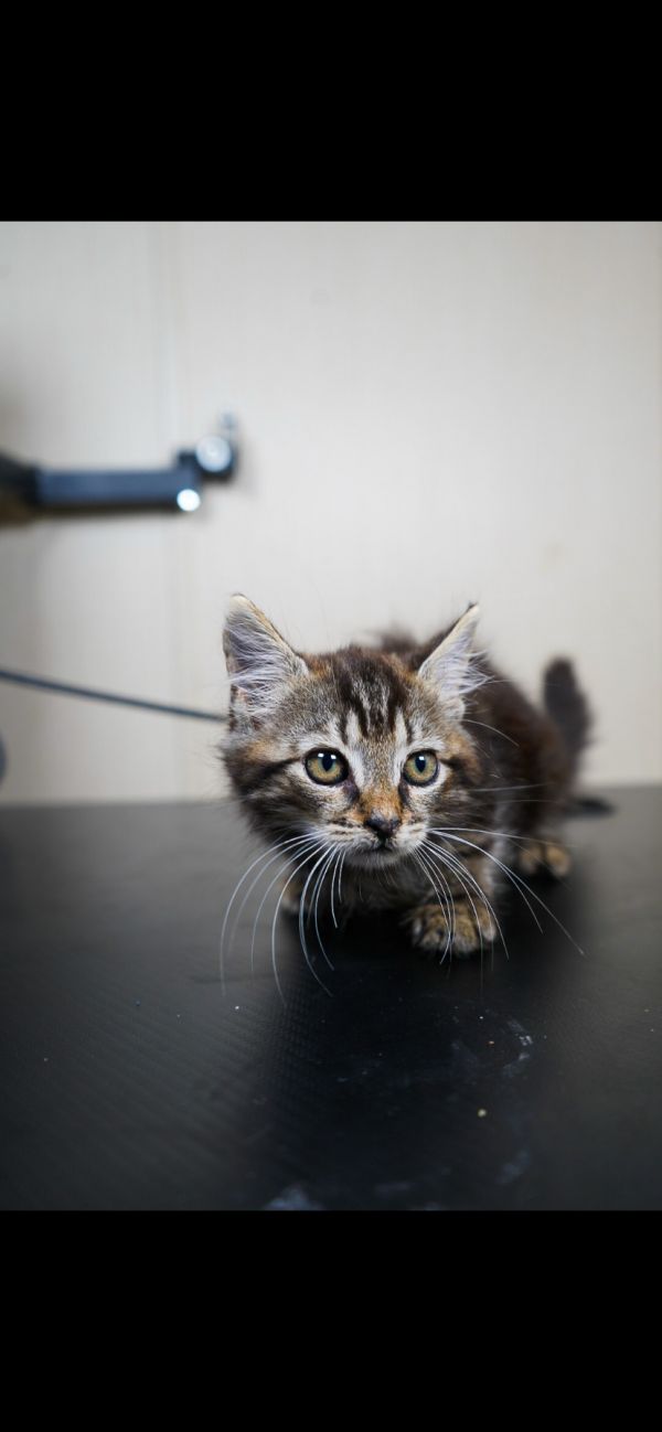 Quake (Available for pre-adoption)