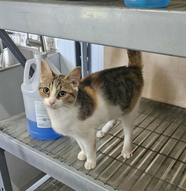 Piggy Sue (Available for pre-adoption)