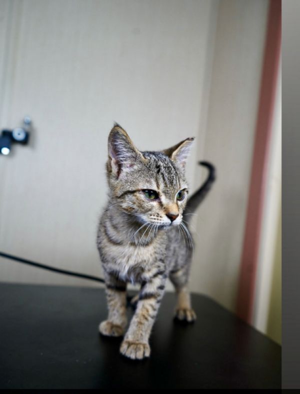 Boa (Available for pre-adoption)