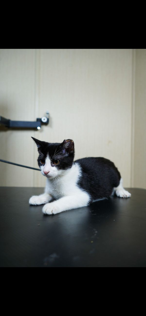 LJ (Available for pre-adoption)