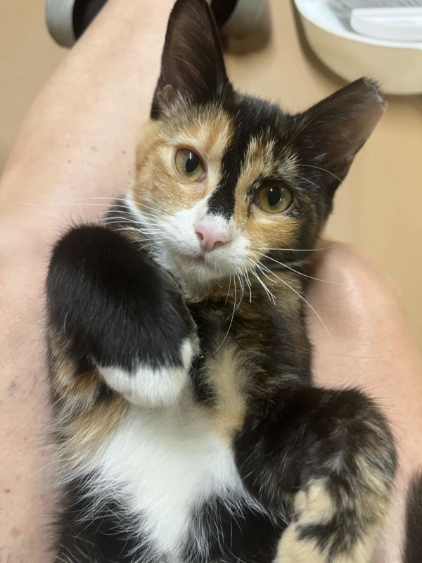 Furiphina (Available for pre-adoption)
