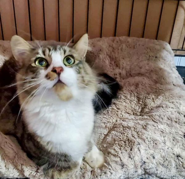 Kevin Bacon (Available for pre-adoption)