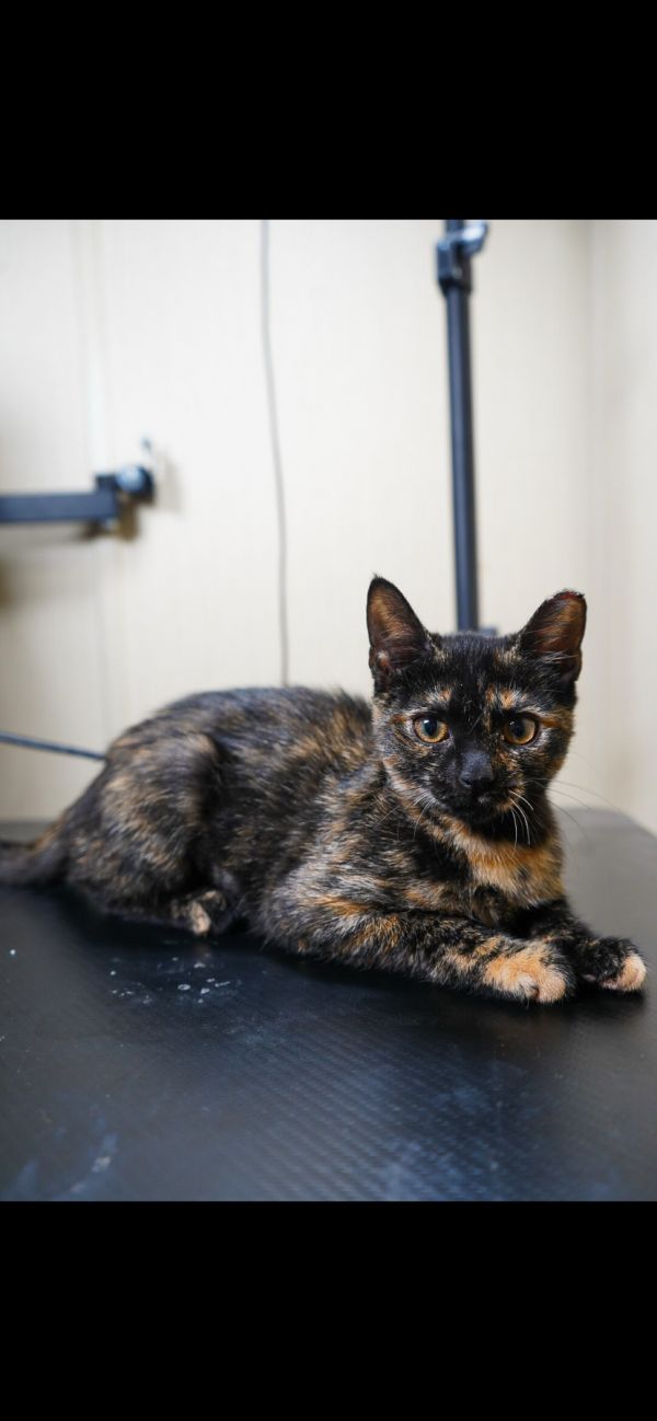 Twin (Available for pre-adoption)