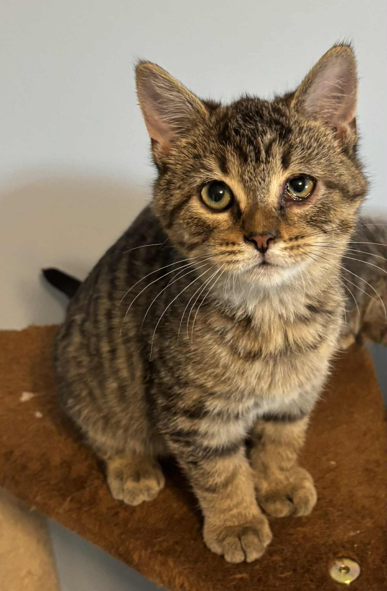 Autumn Kitten: Not at shelter (Kristy)