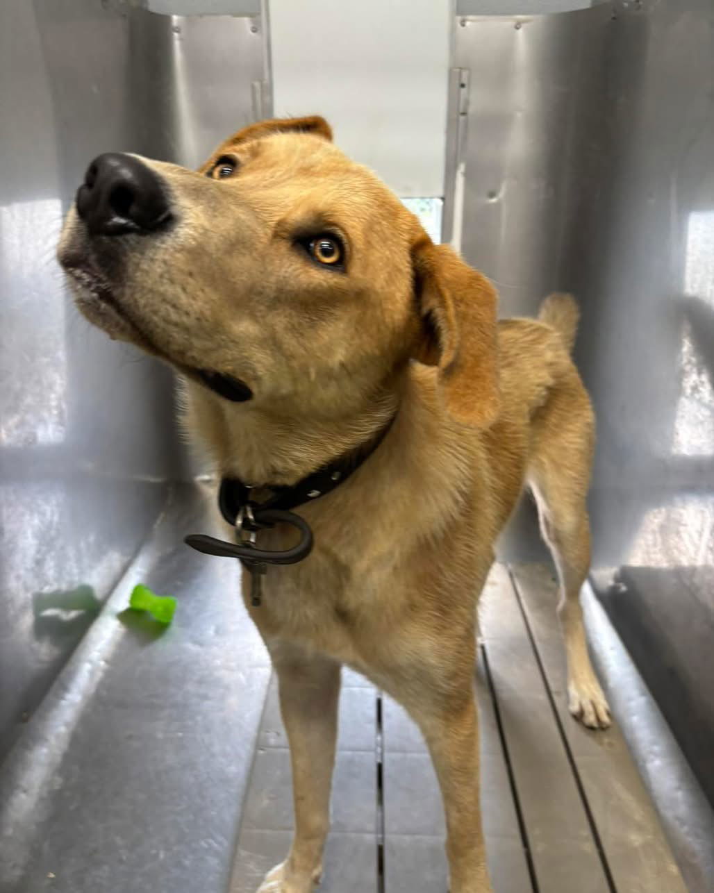 George: Not at shelter (Ron)