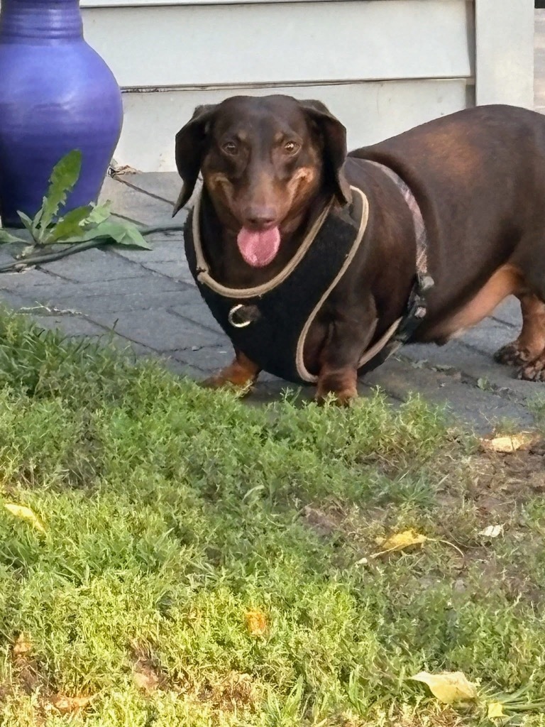 Roscoe, an adoptable Dachshund in Ashland, WI, 54806 | Photo Image 1