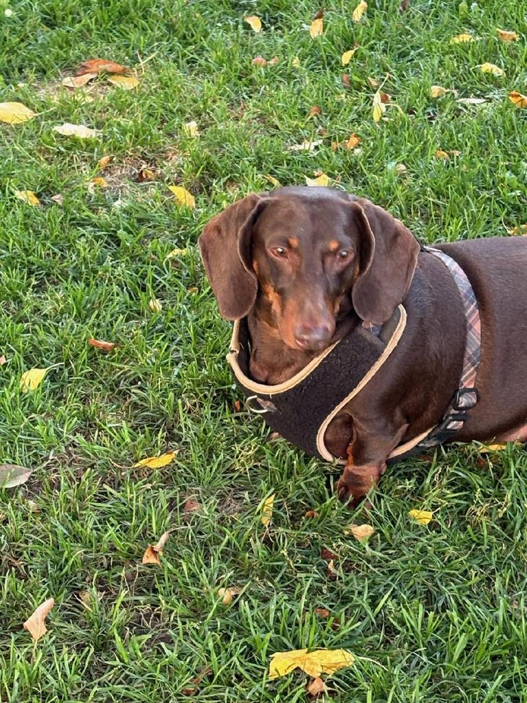 Roscoe, an adoptable Dachshund in Ashland, WI, 54806 | Photo Image 2