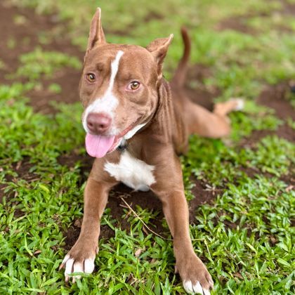 Lapew, an adoptable Mixed Breed in Honolulu, HI, 96826 | Photo Image 1