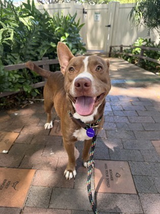 Lapew, an adoptable Mixed Breed in Honolulu, HI, 96826 | Photo Image 2