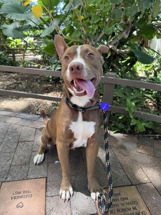 Lapew, an adoptable Mixed Breed in Honolulu, HI, 96826 | Photo Image 3