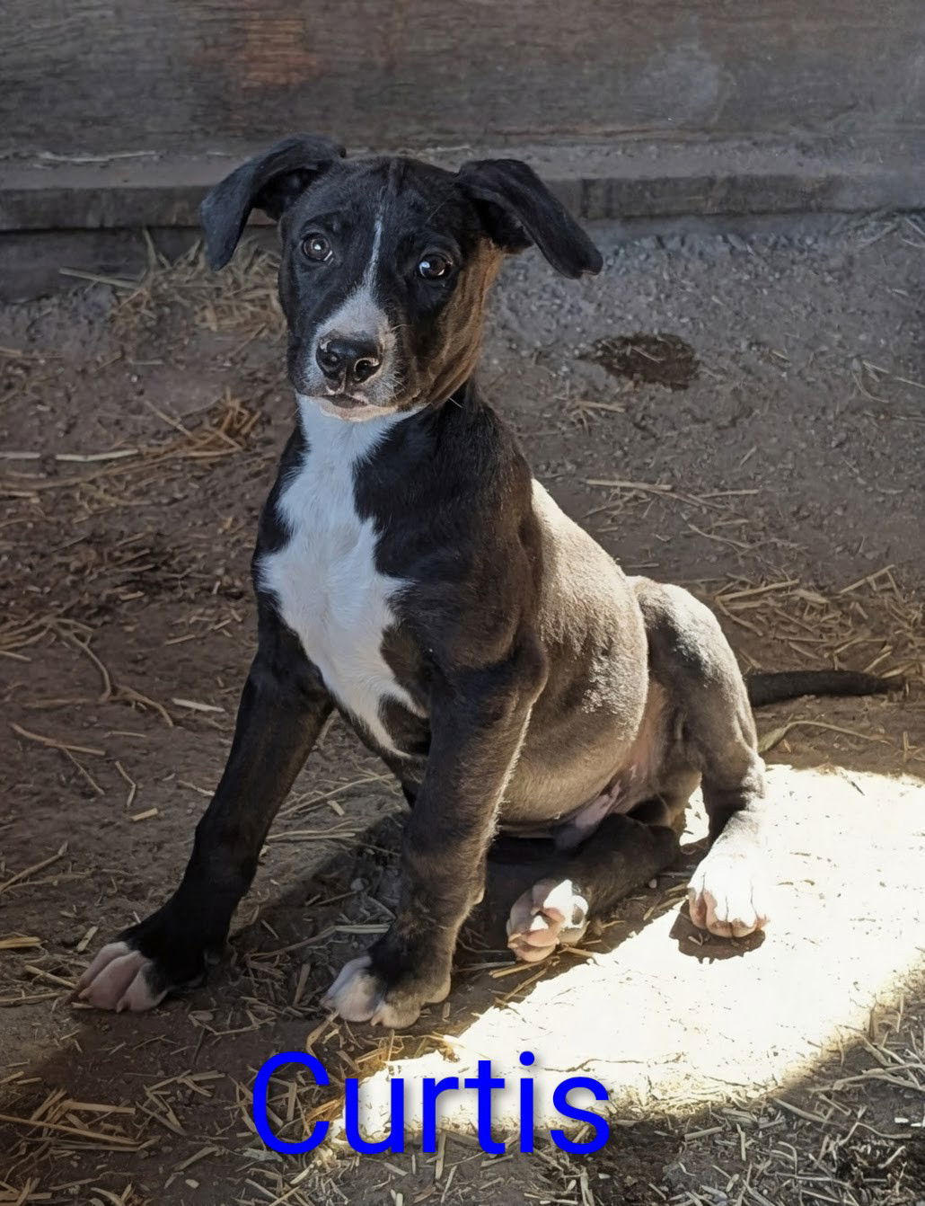 Curtis