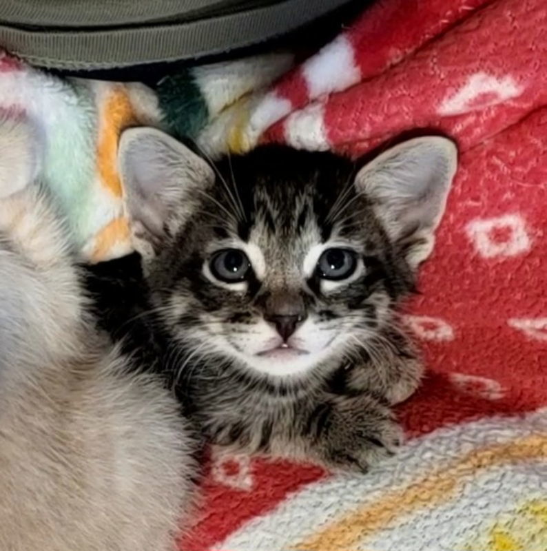 Buckeye
