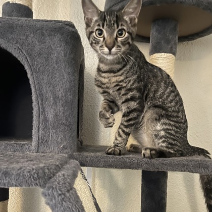 Jinxy