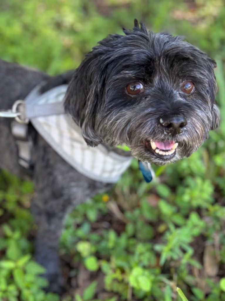 Raven, an adoptable Havanese in Fort Lauderdale, FL, 33304 | Photo Image 1