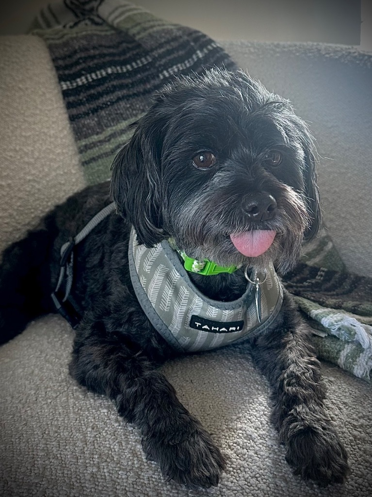 Raven, an adoptable Havanese in Fort Lauderdale, FL, 33304 | Photo Image 2