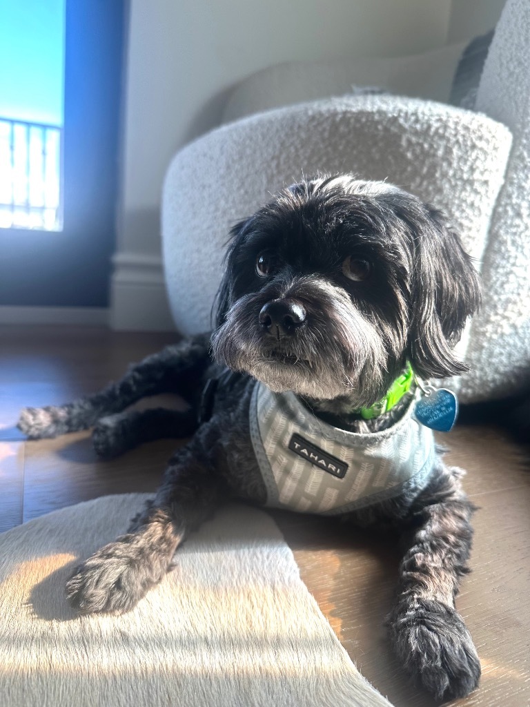 Raven, an adoptable Havanese in Fort Lauderdale, FL, 33304 | Photo Image 3