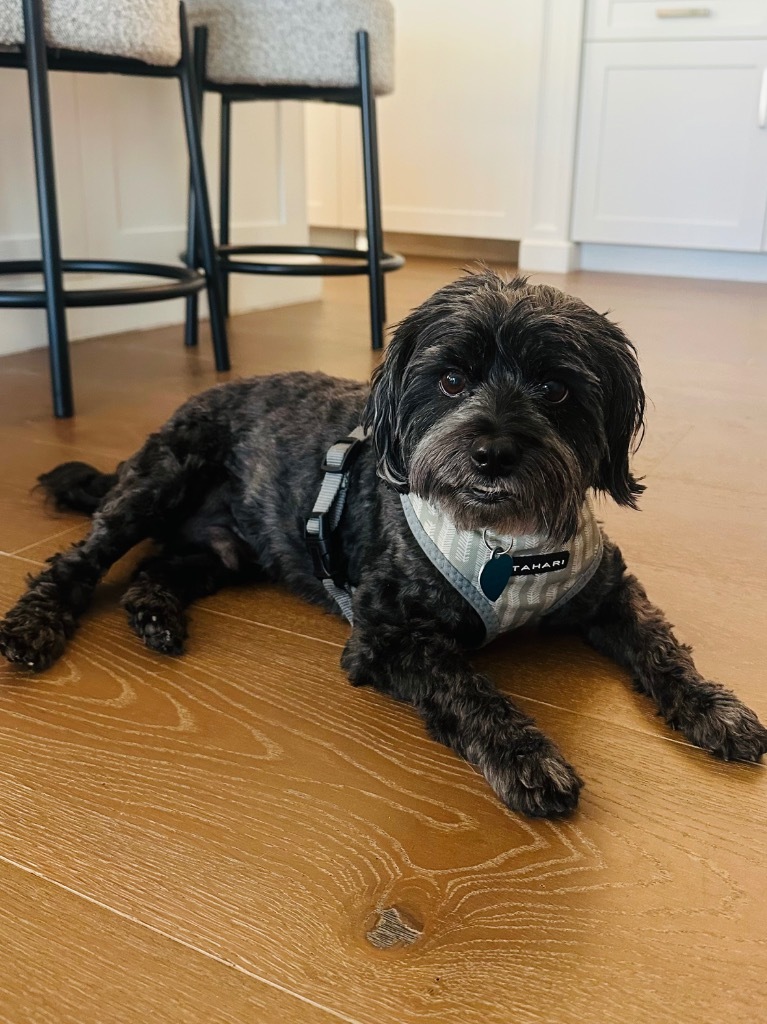 Raven, an adoptable Havanese in Fort Lauderdale, FL, 33304 | Photo Image 4