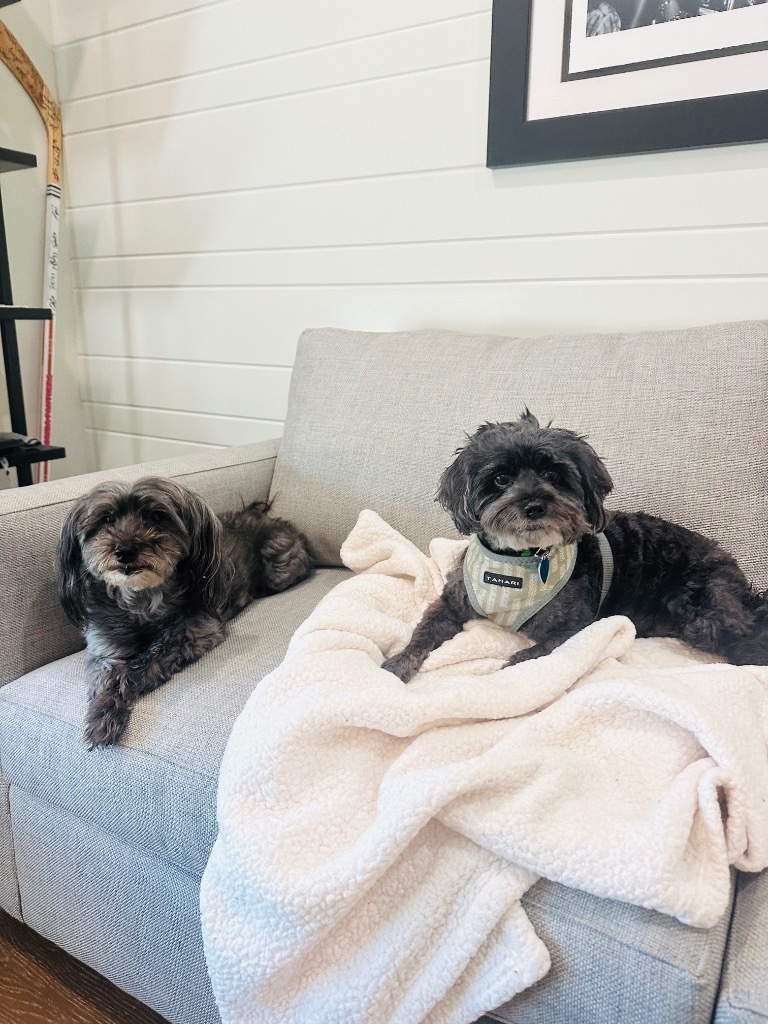 Raven, an adoptable Havanese in Fort Lauderdale, FL, 33304 | Photo Image 5