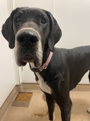 Jasmine, an adoptable Great Dane, Mixed Breed in Pendleton, OR, 97801 | Photo Image 1