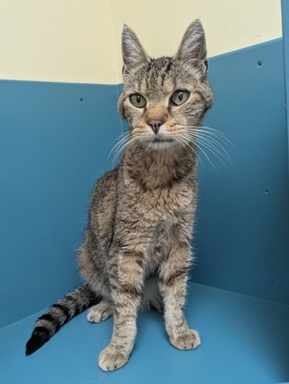 Sampson, an adoptable Domestic Short Hair in Pendleton, OR, 97801 | Photo Image 1